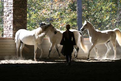 Horses Weaving